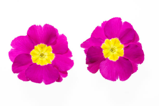 pink primula flowers on white