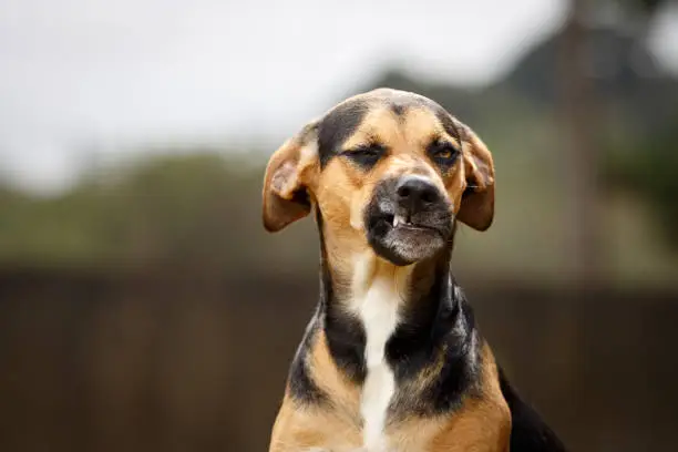 Photo of Funny dog with disgusted face