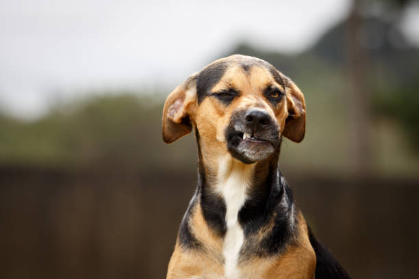 забавная собака с отвратительным лицом - animal head flash стоковые фото и изображения