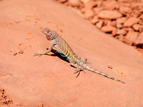 a lizard sits on a rock to absorb heat from the sun in Northern Arizona