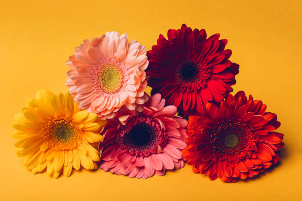 istock Colorful gerbera flowers on a yellow background. 1201314487
