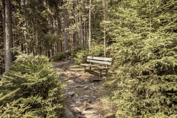 wooden bench inside a forest, no people around