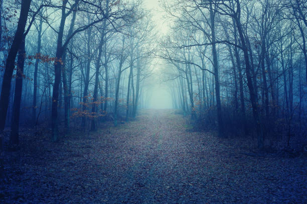 istock Foggy dark forest with bare trees and fallen leaves 1201316040