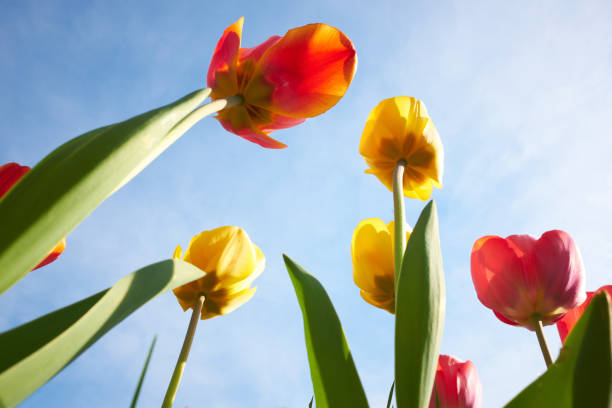 istock Red and yellow tulips against blue sky from bottom 1201316782
