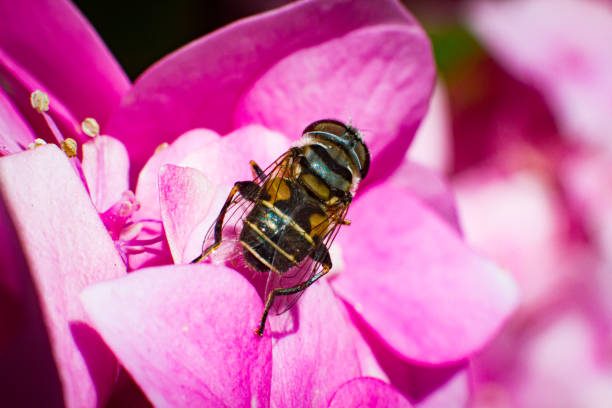 istock Fly insect perched on Hydrangea serrata. Garden flower from Asia 1201317307