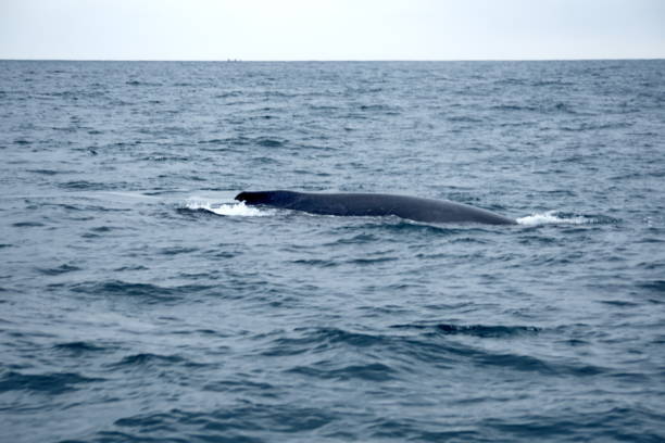 istock Humpback whale in Ecuador 1201319223