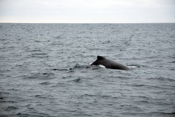 istock Dorsal fin of a humpback whale 1201319926