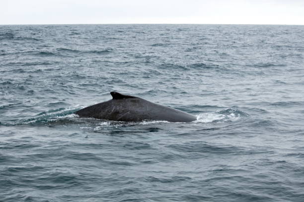 istock Dorsal fin of a humpback whale 1201320505