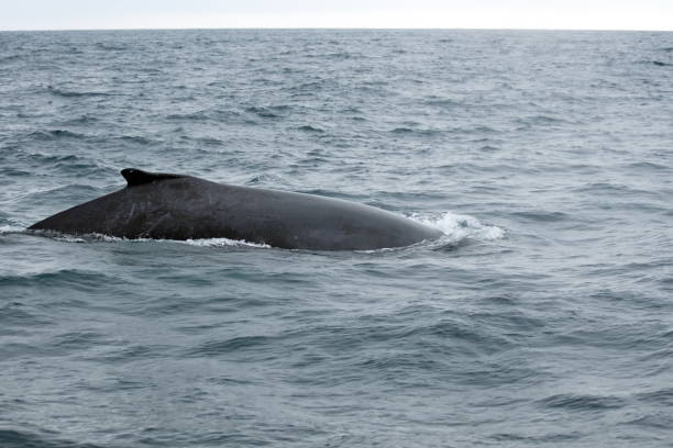 istock Dorsal fin of a humpback whale 1201320666