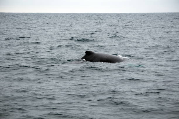 istock Dorsal fin of a humpback whale 1201320884