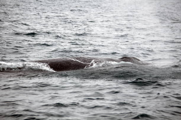 istock Blow hole of a humpback whale 1201320981