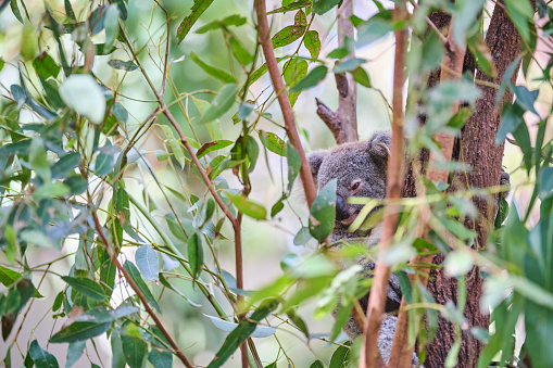 Koalas im Wald