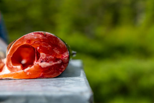 istock Catch of the day. 1201326894