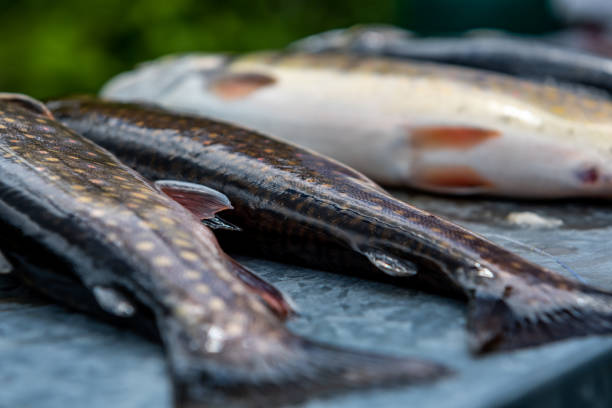 Catch of the day.