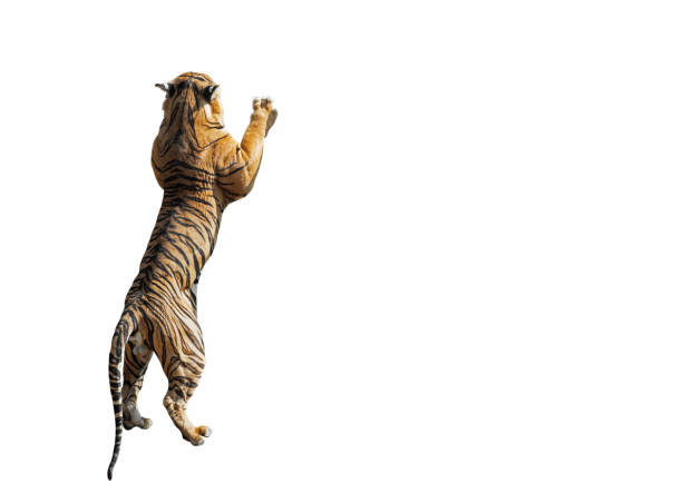 Closeup Bengal Tiger Standing Two legs Isolated on White Background with Clipping Path and Copy Space