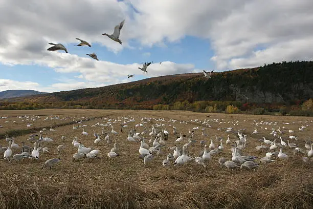 Wild snowgeese during migration stop (anser caerulescens) in the wildlife park "Cap Tourmente" near Quebec City, Canada