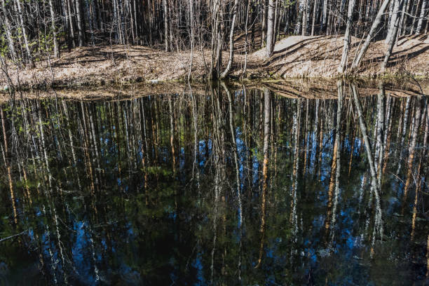 istock A stream with reflections trees and blue sky in spring in pines and birches forest 1201331237