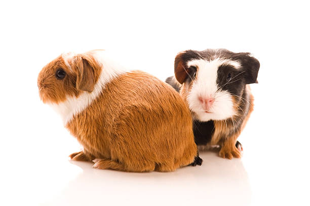 istock baby guinea pigs 120133182
