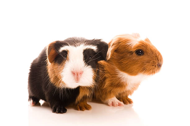 istock baby guinea pigs 120133210