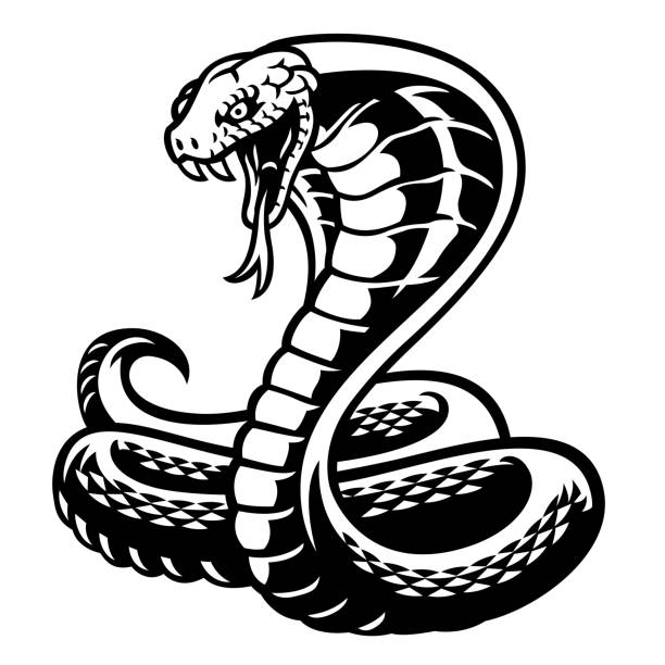 illustrazioni stock, clip art, cartoni animati e icone di tendenza di cobra serpente stile tatuaggio in bianco e nero - cobra