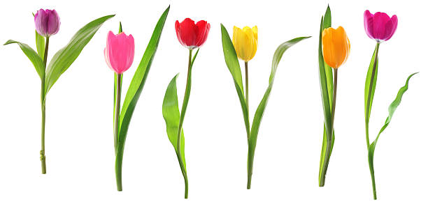 istock Spring tulip flowers in a row isolated on white 120133299