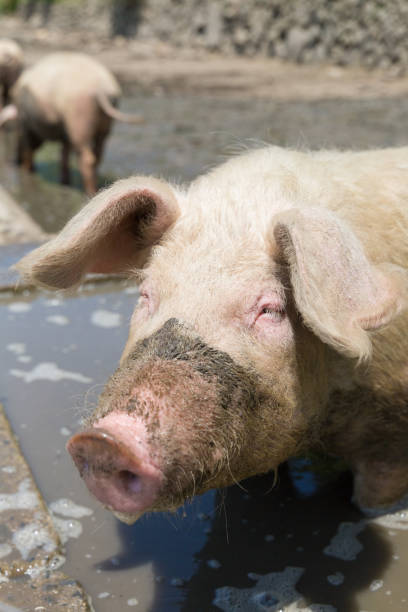 istock Pigs rooted up the muddy field 1201334234