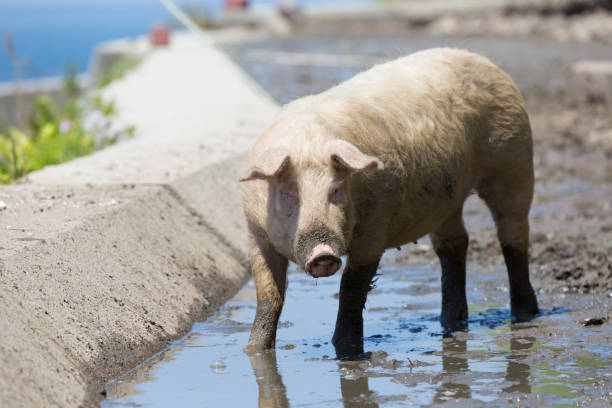 istock Pig near the sea 1201334267