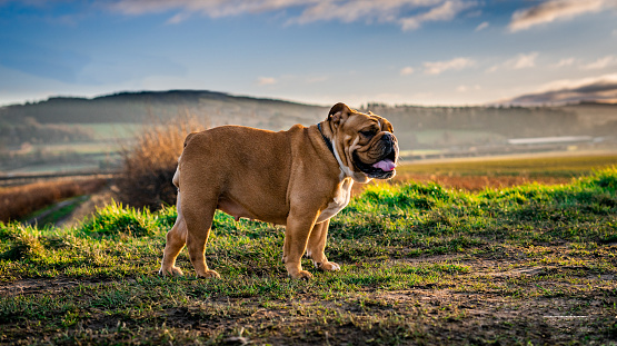 Bulldog, Portrait, Nature, outdoors, UK