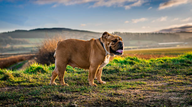 enjoying a walk - english bulldog imagens e fotografias de stock