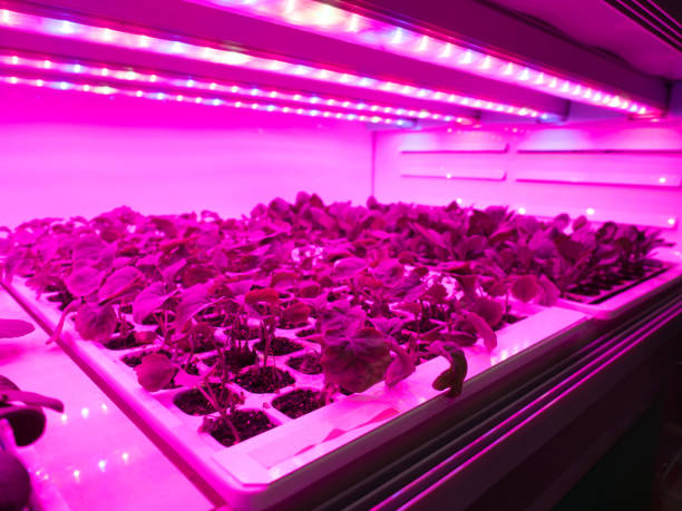 istock Vegetable plant nursery, broccoli 1201335387