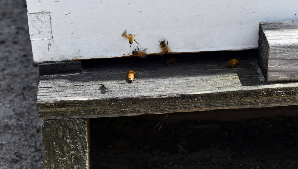 istock Bees leaving high to look for Paula 1201336033