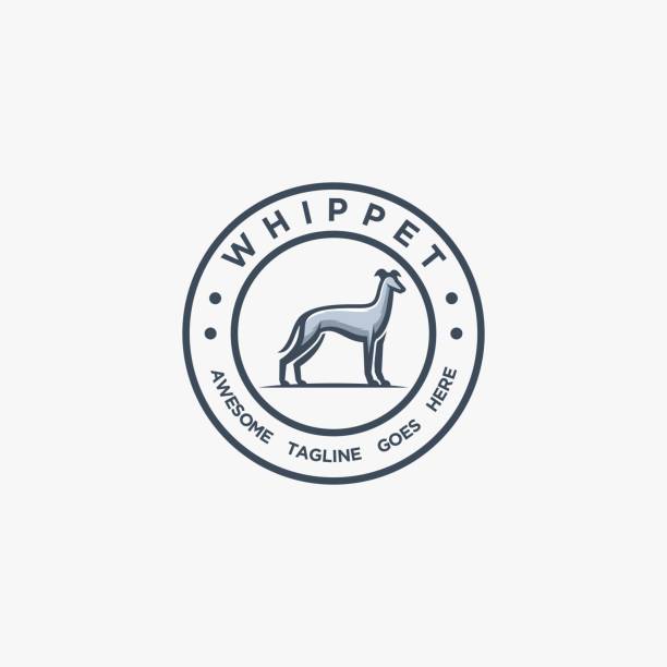 ilustrações, clipart, desenhos animados e ícones de ilustração vetorial whippet pose vintage badge. - mammals