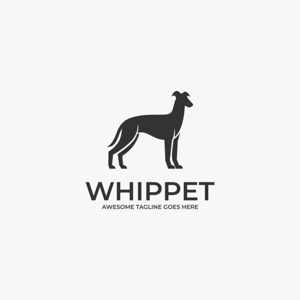 벡터 일러스트 휘펫 포즈 실루엣입니다. - whippet stock illustrations