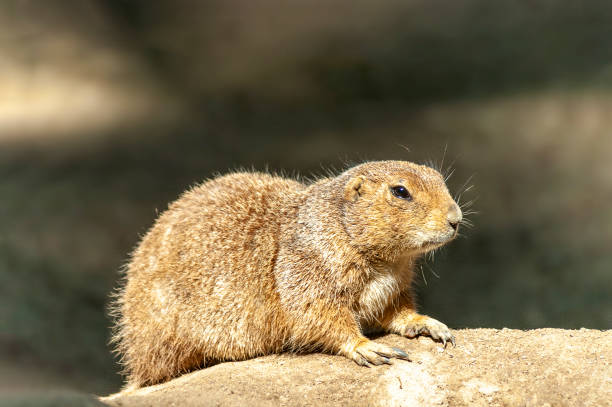 istock Close up of groundhog in profile, looking at camera. 1201338714