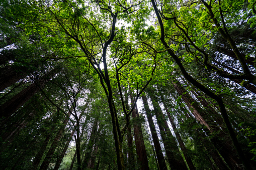 Looking up to the Mighty Coastal Redwood Trees near San Francisco , California , USA