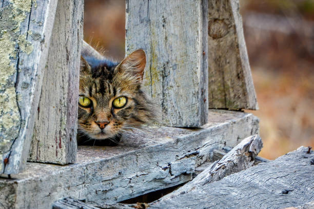 Tabby Cat hiding on a wooden bridge Brown stripy long haired tabby cat on a white timber structure stray cat stock pictures, royalty-free photos & images