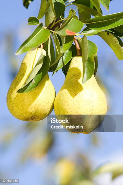 Pears On 트리 0명에 대한 스톡 사진 및 기타 이미지 - 0명, 가을, 건강한 식생활