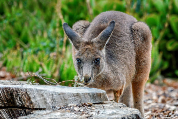 istock Grey Kangaroo joey close up 1201342496