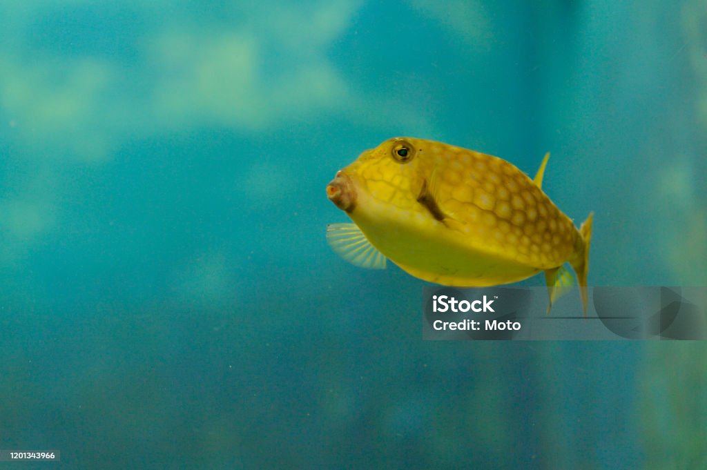 yellow Boxfish swimming in aquarium Animal Wildlife Stock Photo