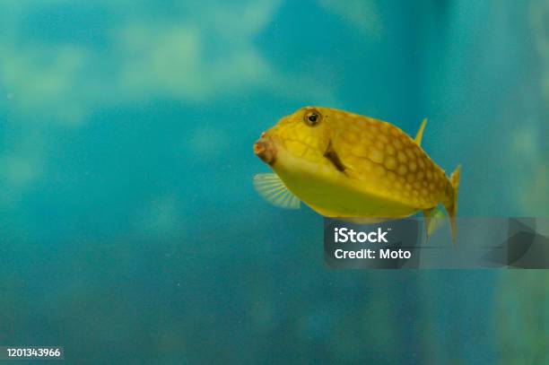 Yellow Boxfish Swimming In Aquarium Stock Photo - Download Image Now - Animal Wildlife, Aquarium, Blue