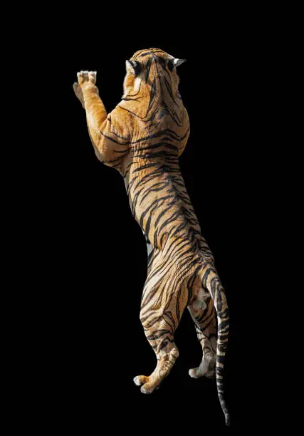 Closeup Bengal Tiger Standing Two legs Isolated on Black Background with Clipping Path