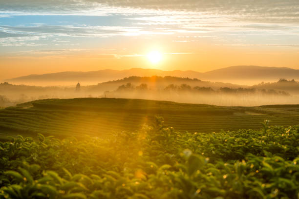 The scenery of morning sunrise over a tea plantation with a beautiful sea of fog in Chiang Rai, Thailand. stock photo