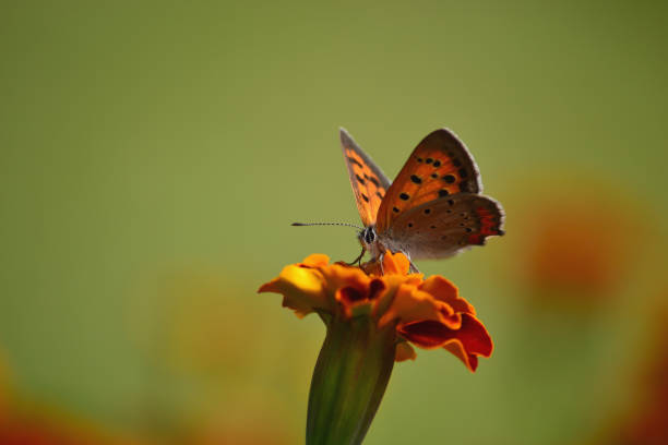 istock Small Copper on Marigold green background 1201345378