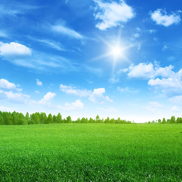 istock Green field with trees in the distance 120134558