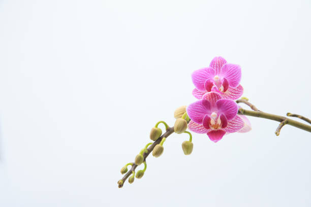 istock Phalaenopsis orchid, flower background. Selective focus. 1201346527