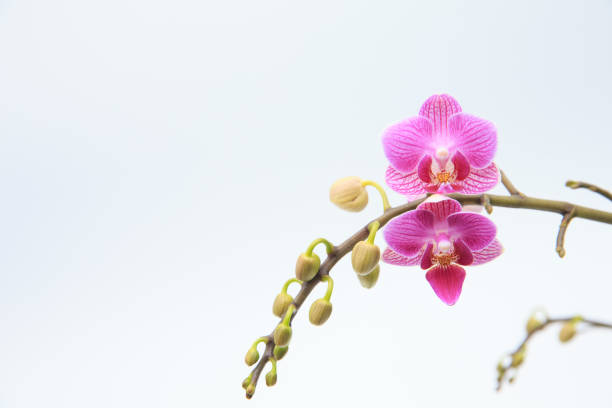 istock Phalaenopsis orchid, flower background. Selective focus. 1201346534