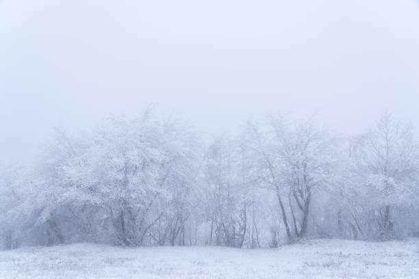 istock Icy trees in the fog 1201347379