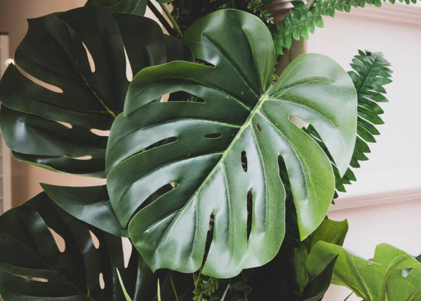 Monstera leaves, tropical plant.