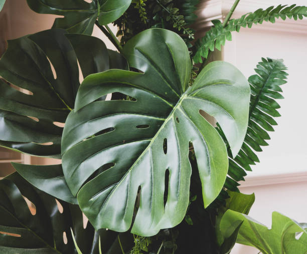 istock Monstera leaves, tropical plant. 1201348026