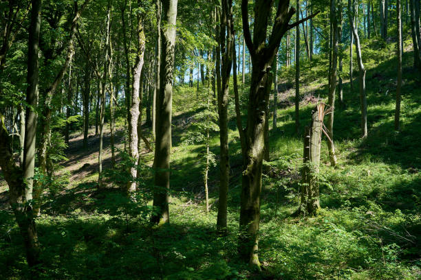 foresta naturale con beeches - beech tree wilderness area forest log foto e immagini stock